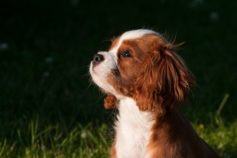 Canisform Center, alimentation du chien, croquettes au potiron