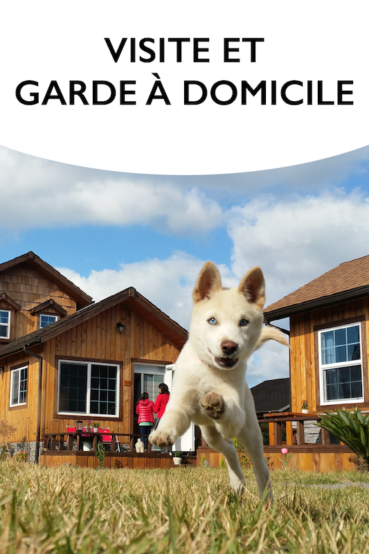 Canisform, garde à domicile