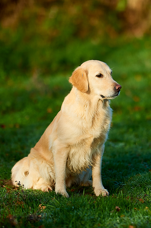 Élevage de Golden Retrievers en Mayenne