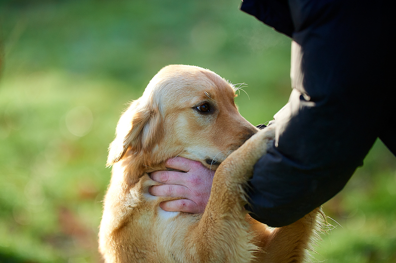 Canisform, centre canin en Mayenne