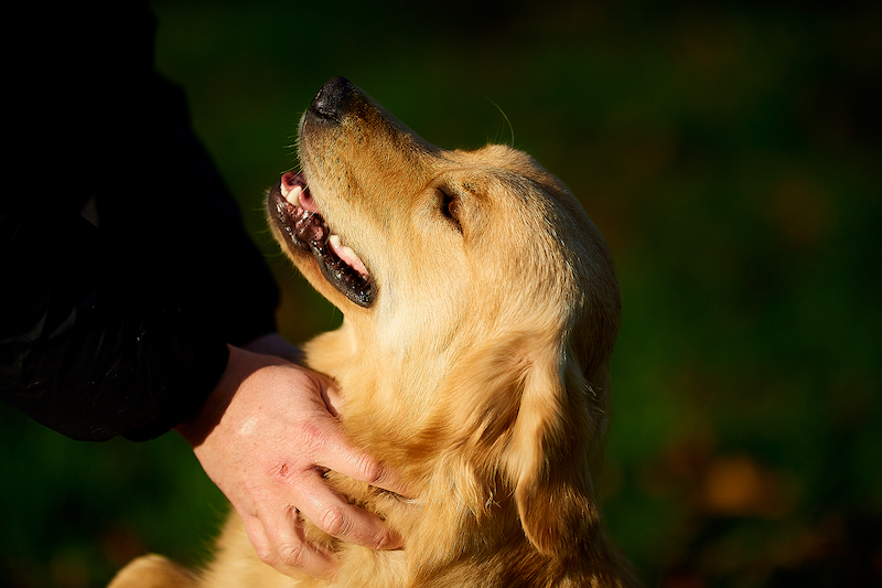 Canisform, pension canine en Mayenne